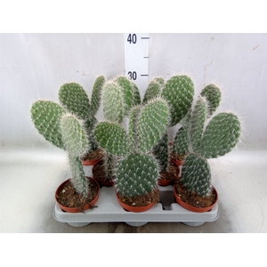 Opuntia