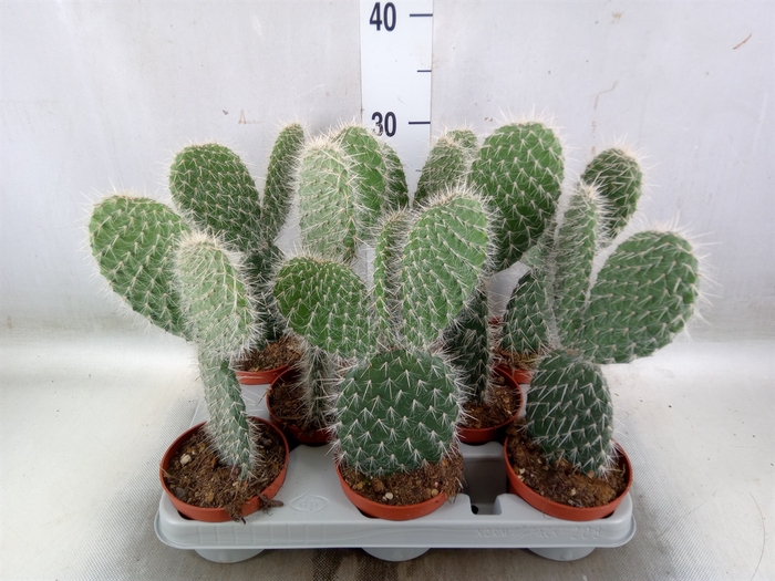 <h4>Opuntia</h4>