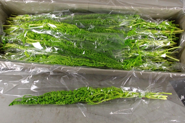<h4>PF Amaranthus Hang L. Green Bs</h4>
