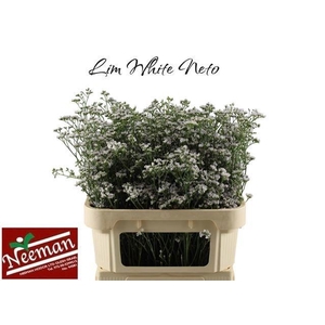 Lim White Neto
