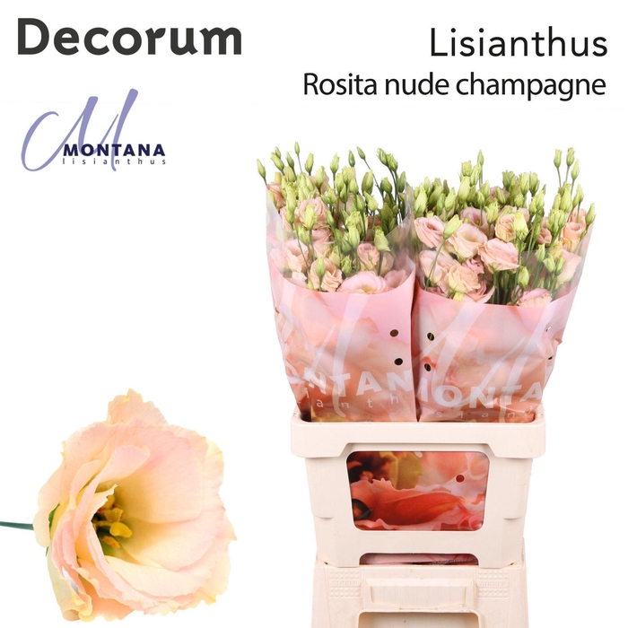 <h4>Eustoma russ. DU 'Rosita Champagne'</h4>