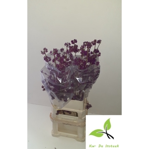 CALLICARPA BOD PROFU