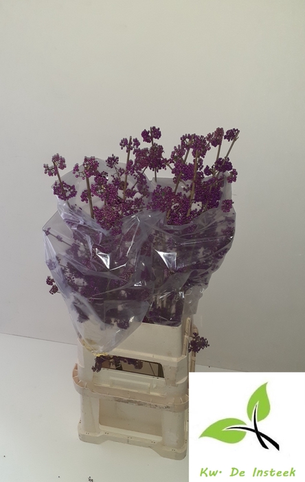 <h4>CALLICARPA BOD PROFU</h4>
