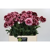Dahlia Checkers