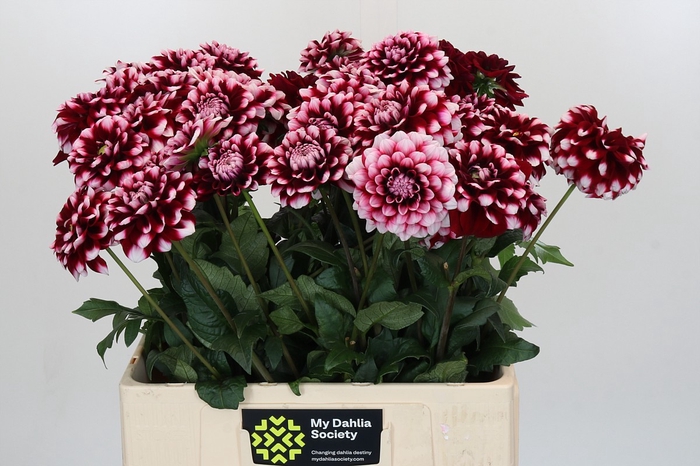 <h4>Dahlia Checkers</h4>