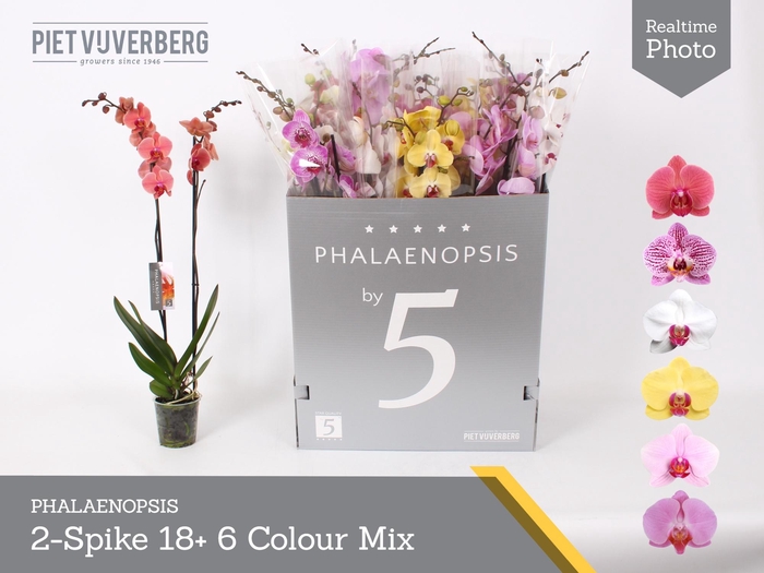 <h4>PHAL GEM 6 KL</h4>