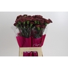 Dianthus St Copper Extasis
