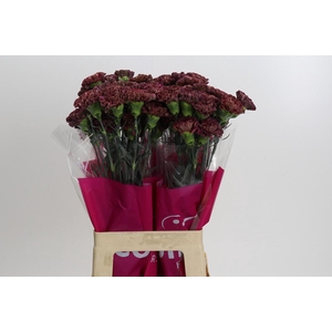 Dianthus St Copper Extasis