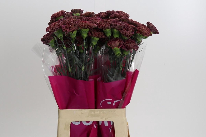 Dianthus St Copper Extasis
