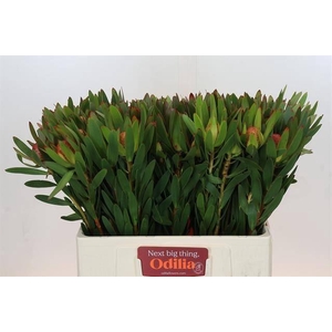 LEUCADENDRON AYOBA AFRICAN SKY*