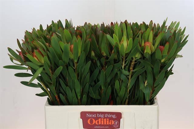 <h4>LEUCADENDRON AYOBA AFRICAN SKY*</h4>