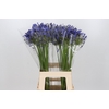 Agapanthus Mediterranee