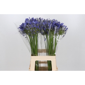 Agapanthus Mediterranee
