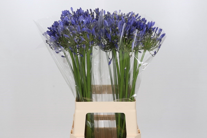 <h4>Agapanthus Mediterranee</h4>