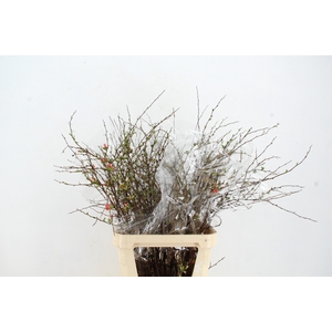 CHAENOMELES SUPERBA PINK 090CM