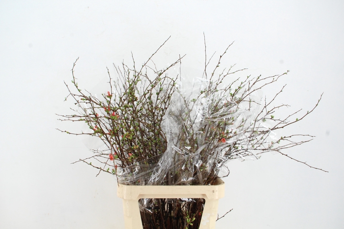 <h4>CHAENOMELES SUPERBA PINK 090CM</h4>