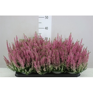 Calluna Beauty Lady Roze