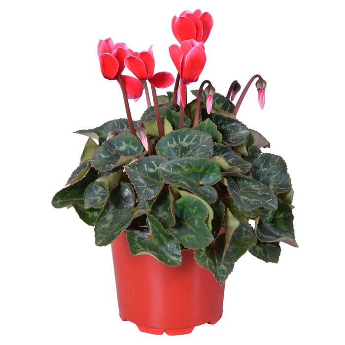 <h4>Cyclamen Super Serie Allure in Ton sur Ton kweekpot Fuji red</h4>