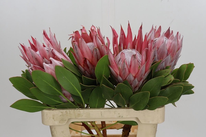 <h4>Protea Cynaroides</h4>