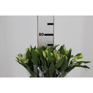 ALSTROEMERIA AVALANGE 080 CM