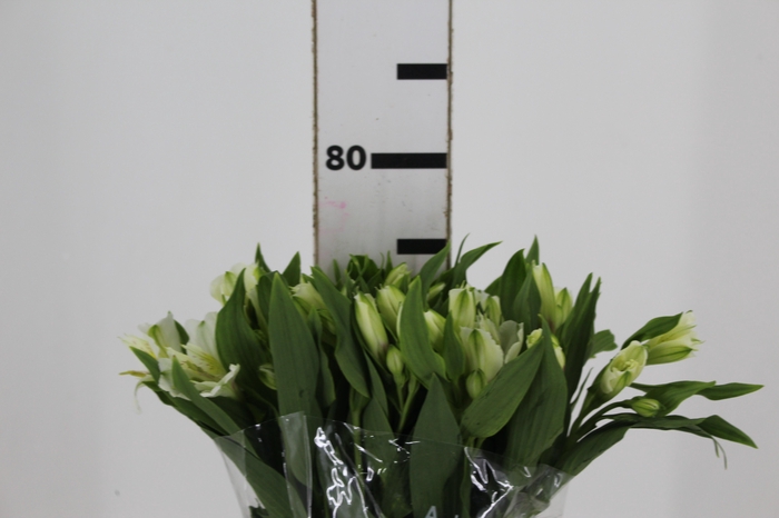 <h4>ALSTROEMERIA AVALANGE 080 CM</h4>