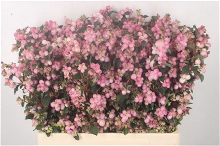 <h4>Symph Sofie D Pink</h4>