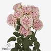 Rosa spray sweet flow