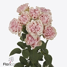 <h4>Rosa spray sweet flow</h4>
