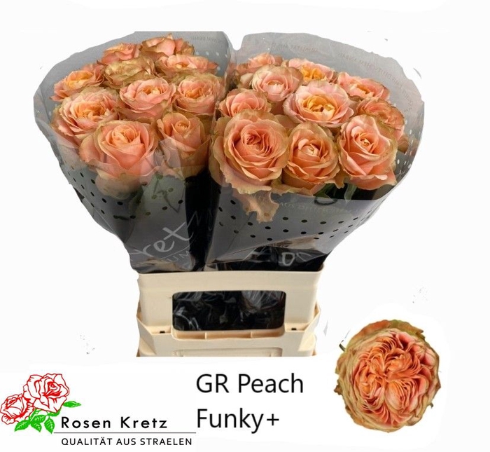 <h4>R GR PEACH FUNKY+</h4>