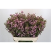 Chamelaucium Kerryn