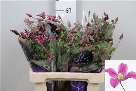 <h4>Clematis 'Amazing Kyiv'</h4>