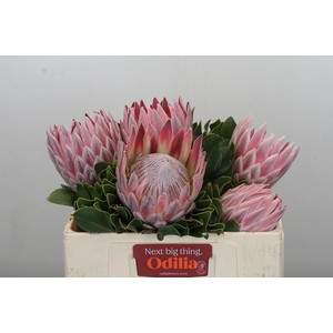 Protea Cynaroides