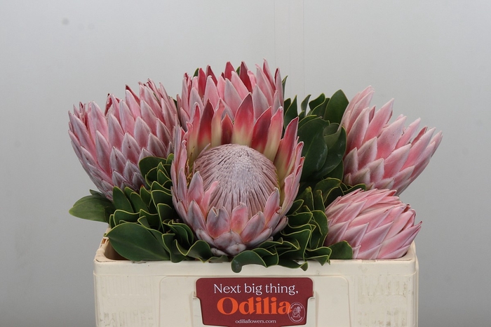 <h4>Protea Cynaroides</h4>