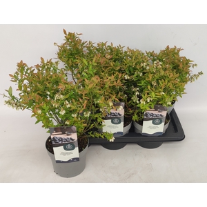 VACC CORYMBOSUM