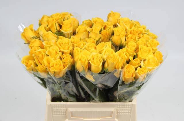 <h4>R GR MOONWALK</h4>