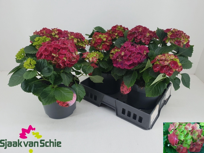 <h4>HYDR M HI FIRE</h4>