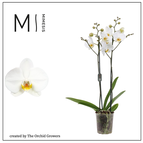 <h4>Mimesis Phal. London - 2 spike 12cm</h4>