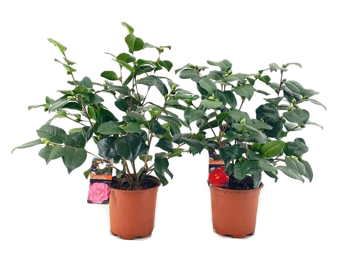 <h4>Camellia japonica</h4>