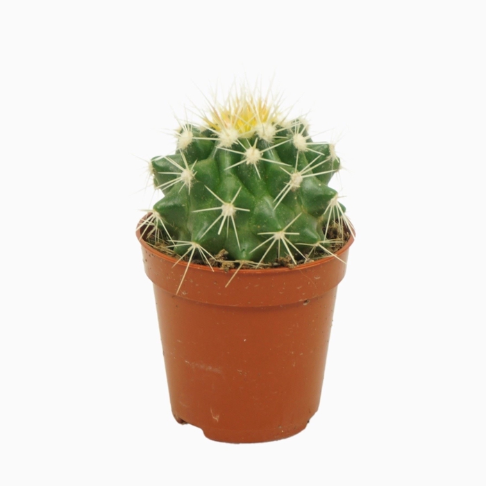 <h4>Echinocactus grusonii</h4>