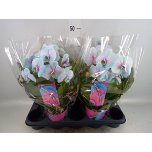 Phalaenopsis   ...
