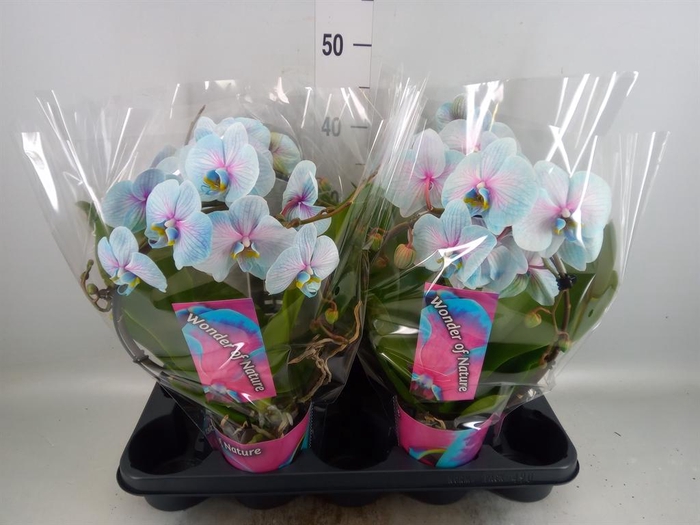 <h4>Phalaenopsis   ...</h4>