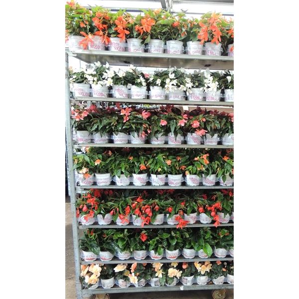 <h4>Begonia waterfall mix kar</h4>