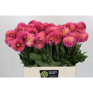 Dahlia Barbados