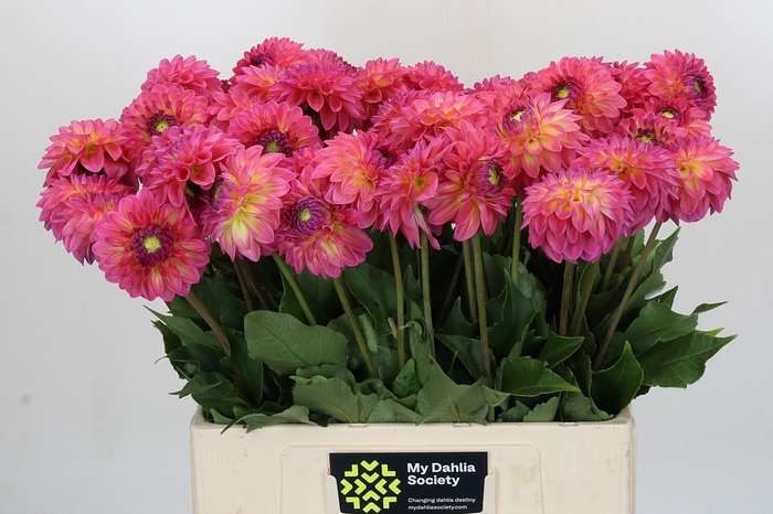 Dahlia Barbados