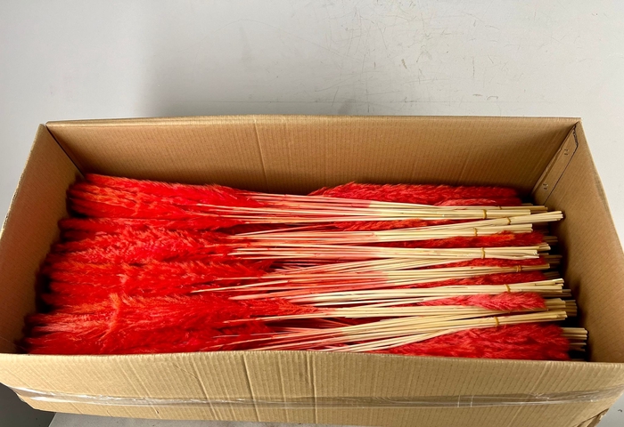 <h4>DF Pampas Silvy B10 85cm Br.Or</h4>