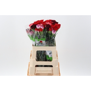 Di St Rainbow Red 60cm