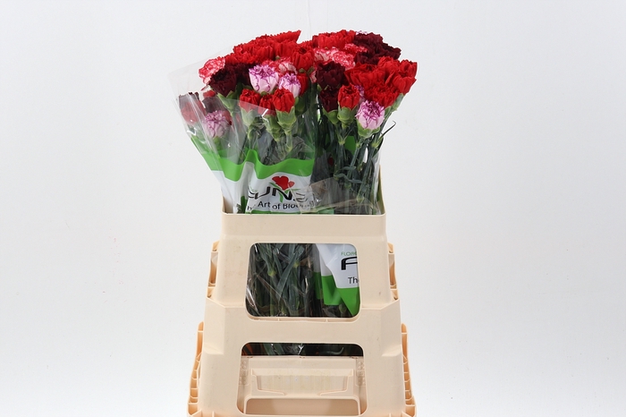 <h4>Di St Rainbow Red 60cm</h4>