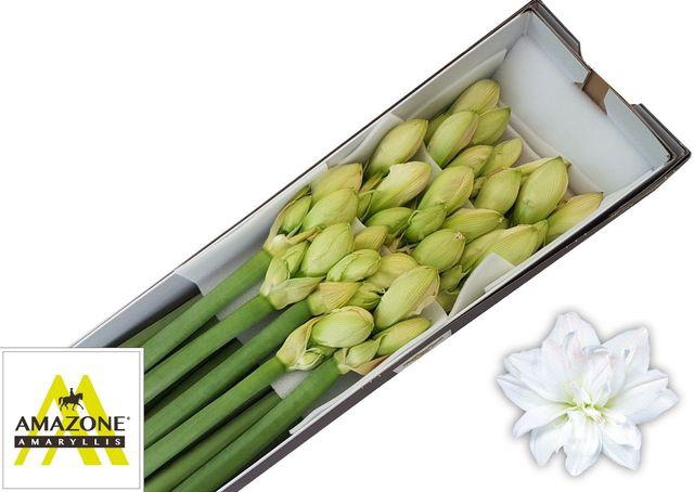 <h4>Hipp Dg Arctic Nymph</h4>