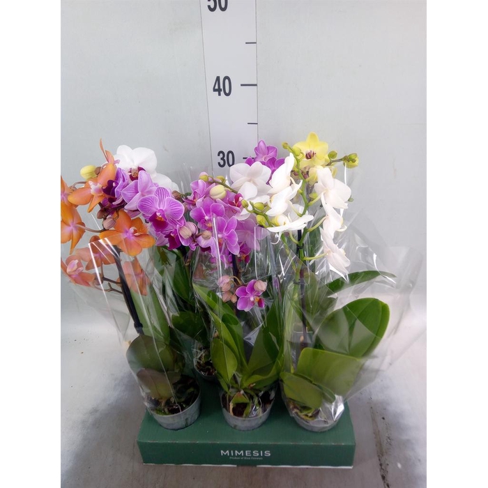 <h4>Phalaenopsis multi.   ...mix  4</h4>