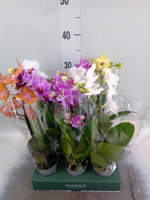 Phalaenopsis multi.   ...mix  4